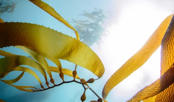 Fotografija alge Undaria pinnatifida u moru